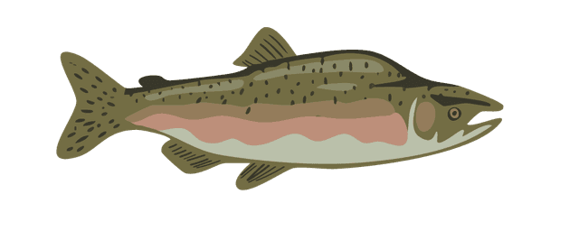 Buckellachs