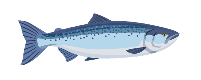 Atlantische Lachs